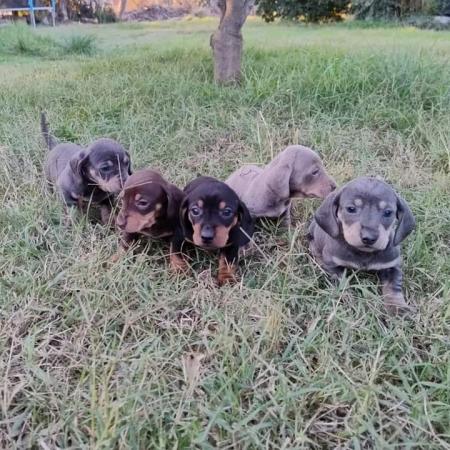 CACHORRITOS