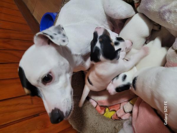 FOX TERRIER CHILENO