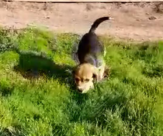CACHORROS BEAGLE