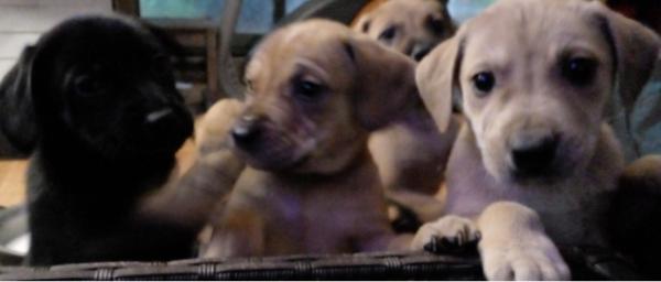 PERRITOS EN ADOPCIÓN 