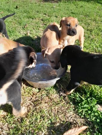 LINDOS PERRITOS EN ADOPCIÓN 