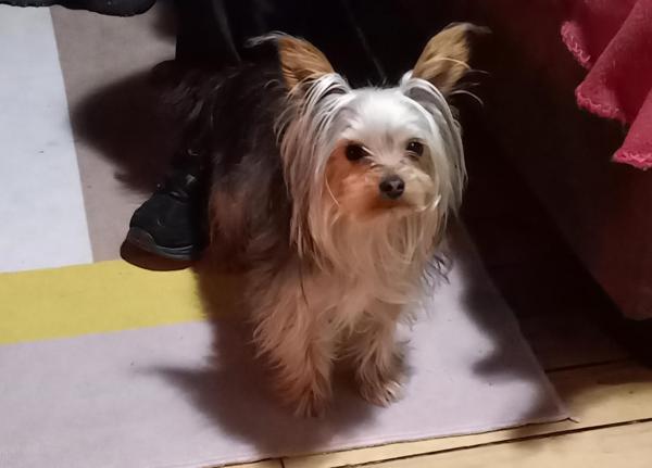 PERRITO YORKSHIRE FINO