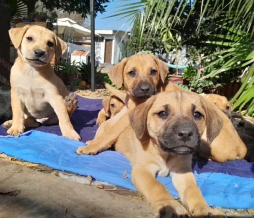 SE ENTREGAN LINDOS PERRITOS EN ADOPCIÓN A ELECCIÓN