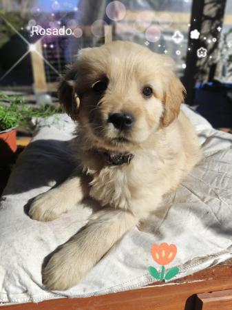 CACHORROS GOLDEN RETRIEVER