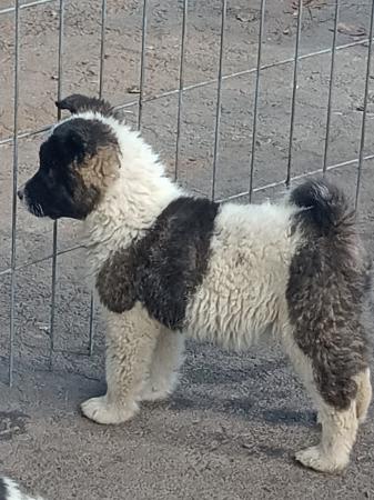 AKITA AMERICANO