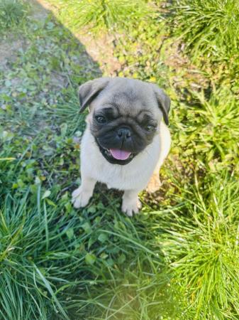 CACHORROS PUG HEMBRAS 