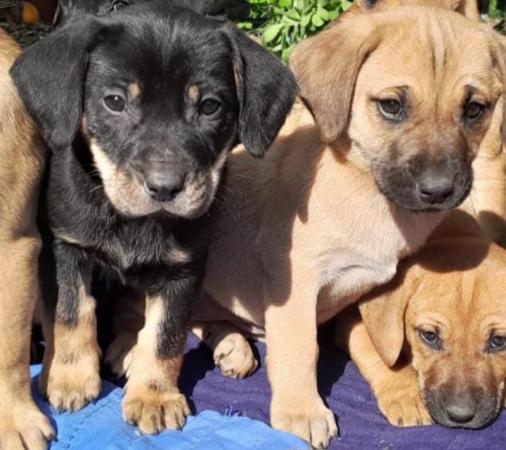 LINDOS PERRITOS EN ADOPCIÓN 