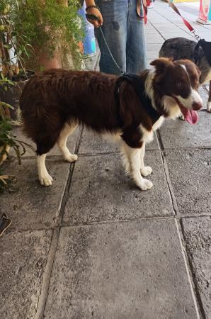 BORDER COLLIE BUSCA NOVIA