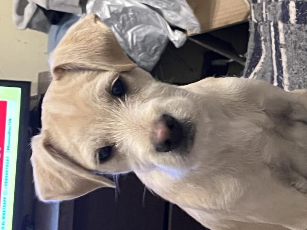 ADOPCIÓN DE PERRITOS