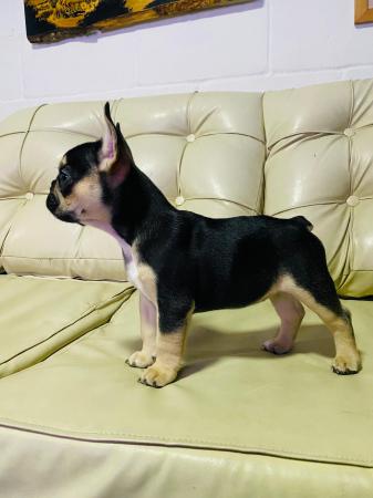 BULLDOG FRANCÉS 