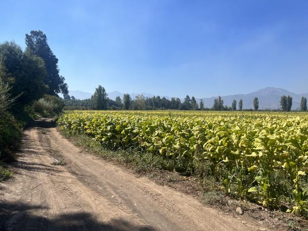 SE VENDE PARCELA EN SECTOR MARIPOSA, CHIMBARONGO