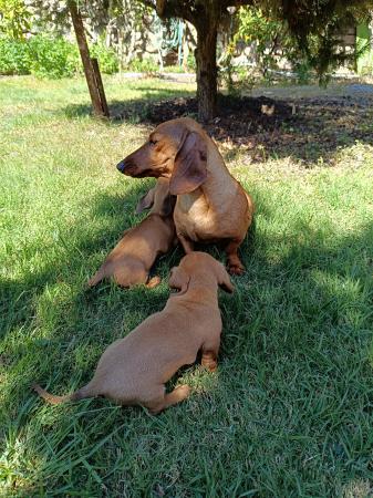 CACHORROS DACHSHUND (SALCHICHAS) 