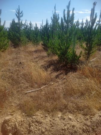 PARCELA EN CAUQUENES 