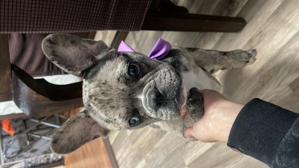 BULLDOG FRANCÉS HEMBRA