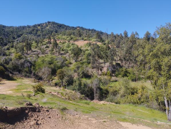 2 PARCELAS JUNTAS 10.779,74 M2, / ROL