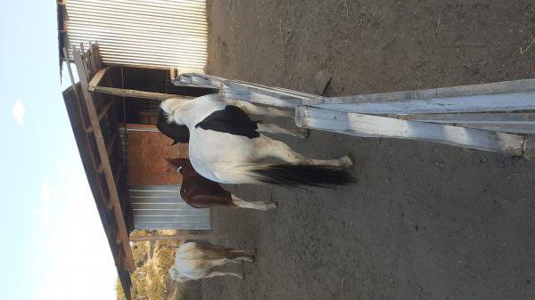 CABALLO POTRO OVERO !!