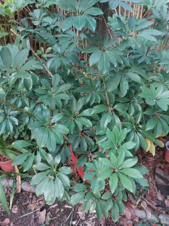 VENDO PLANTAS HERMOSAS