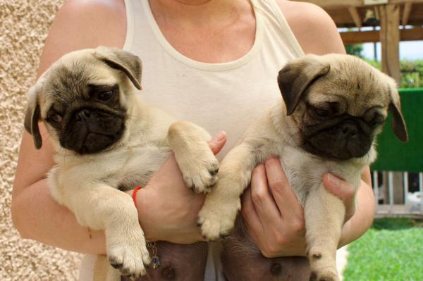 PUG INSCRITOS KCC REBAJADOS
