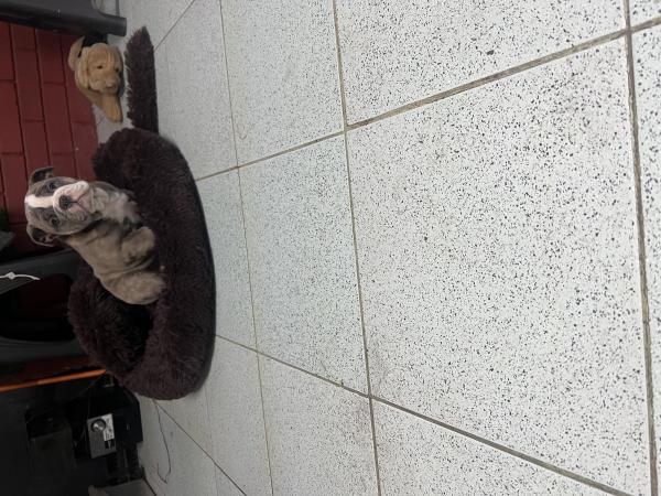BELLO BULLDOG INGLÉS 