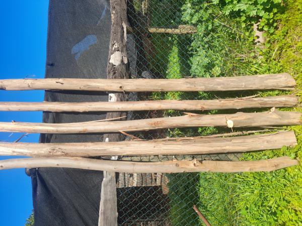 VENTA POLINES DE EUCALIPTUS