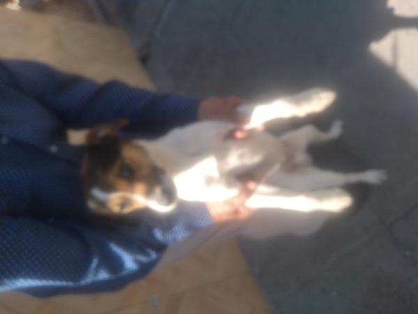 PERRITO SIN NOMBRE