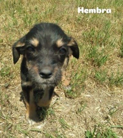 SE REGALAN CACHORROS 