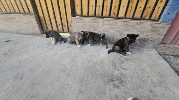 AKITAS AMERICANOS
