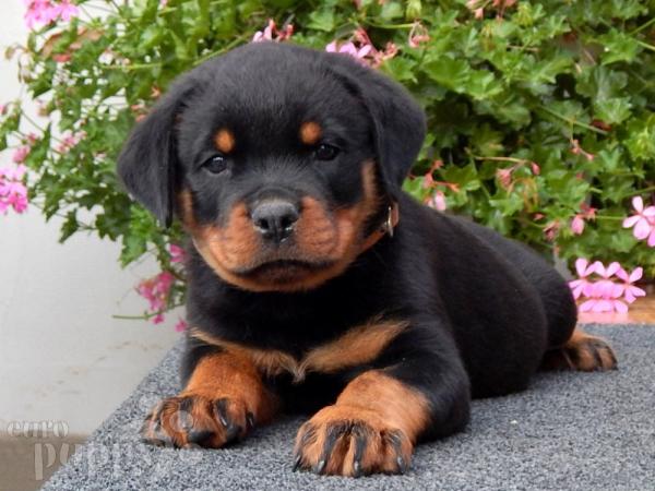 CACHORROS ROTTWEILER