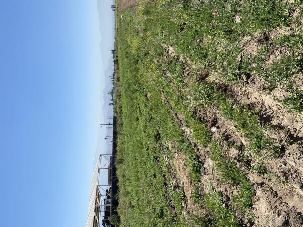 PARCELA 5000 M2 SECTOR LO ECHEVERS