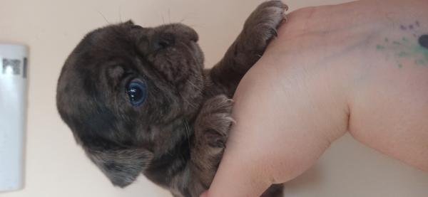PUG