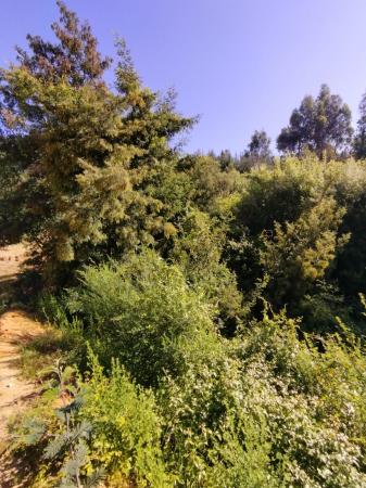 PARCELA, TERRENO, CAMPO