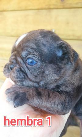 CACHORRO DE RAZA PUG EXÓTICOS 