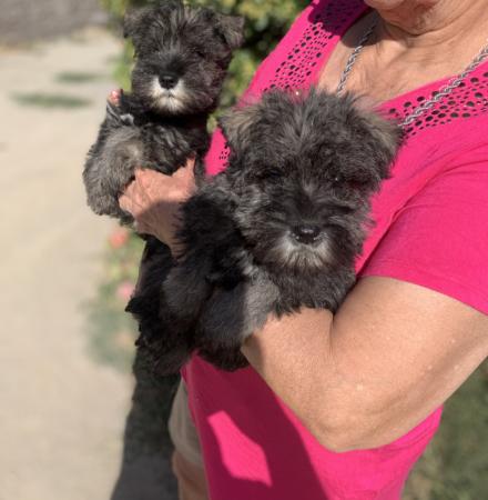 CACHORROS SCHNAUZER MINIATURA INSCRITOS KCC
