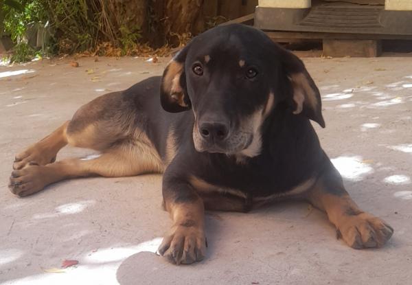 CACHORRA EN ADOPCIÓN 