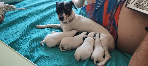 CACHORROS FOX TERRIER TOY 