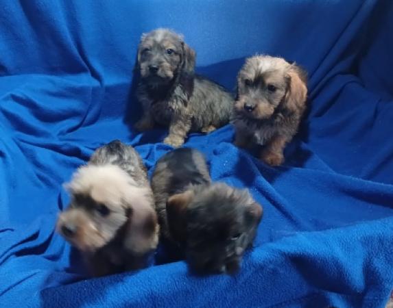 DACHSHUND MINIATURAS PELO DURO. 