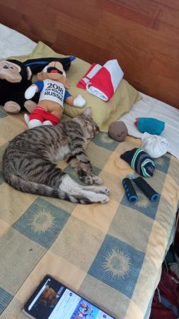 DOY EN ADOPCIÓN 