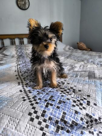OFREZCO CACHORRA YORKSHIRE TERRIER