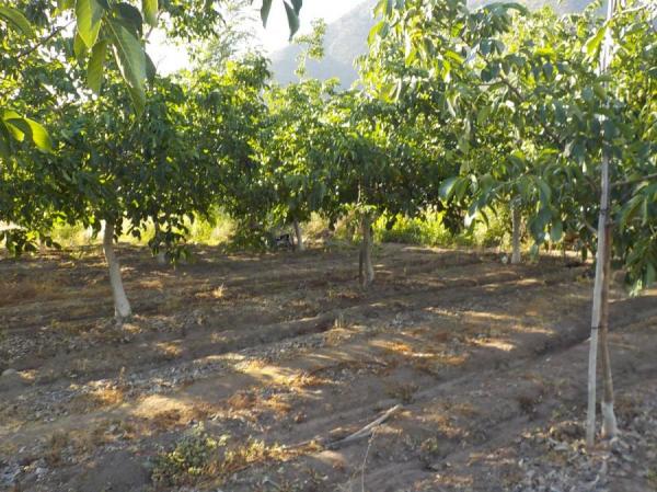 8833 M2 CON 100 NOGALES VENTA DIRECTA PUTAENDO 