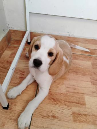 BEAGLE 2 MESES Y MEDIO PURA