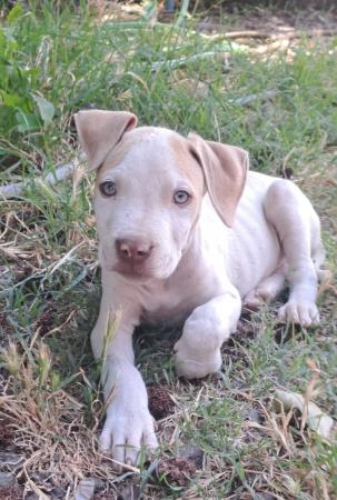 CACHORROS PITBULL BLANCOS 