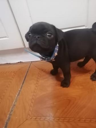 CACHORROS PUG