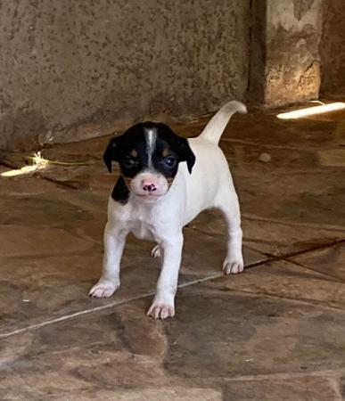 CACHORROS FOX TERRIER 
