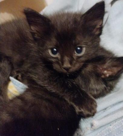 ADORABLES GATITOS NEGROS EN ADOPCION 