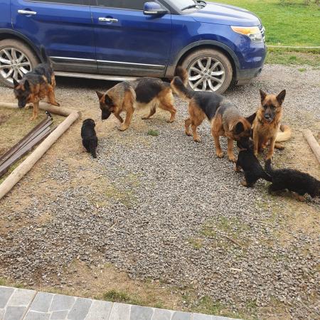 HERMOSOS CACHORROS PASTORES ALEMANES