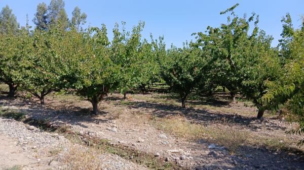 TERRENO CON PRODUCCIÓN VENTA DIRECTA CURIMON      