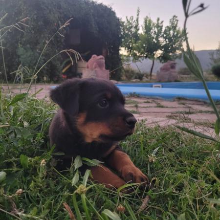 CACHORROS ROTTWEILLER