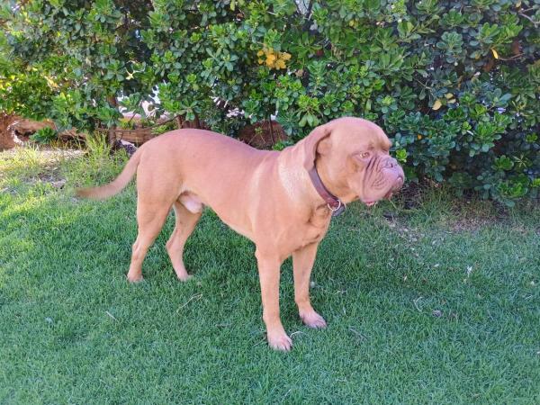 EN ADOPCION..DOGO DE BURDEOS