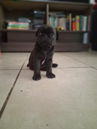 CACHORROS PUG NEGRO