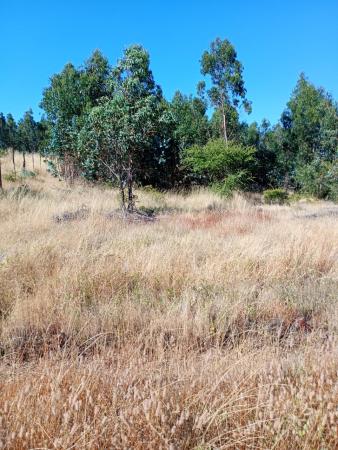 PARCELA 5.000 M2, PLANA Y CON LUZ